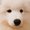 Samoyed